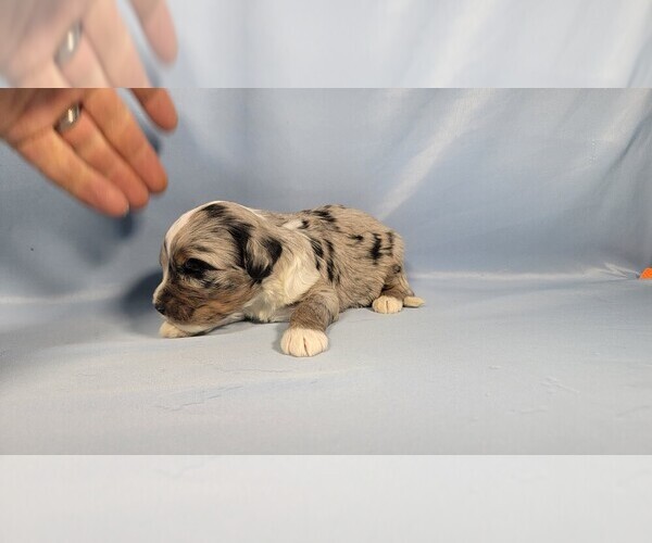 Medium Photo #66 Bernedoodle (Miniature) Puppy For Sale in BLACK FOREST, CO, USA