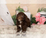 Small Photo #5 Goldendoodle-Poodle (Miniature) Mix Puppy For Sale in WARSAW, IN, USA