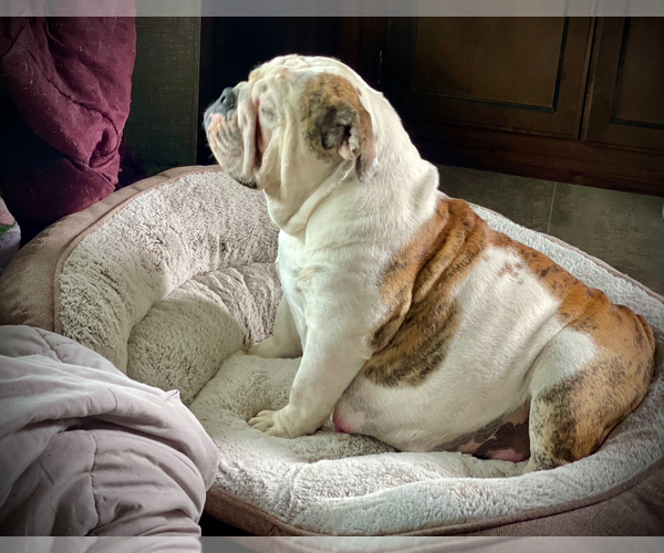 Medium Photo #8 English Bulldog Puppy For Sale in SALEM, OR, USA