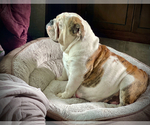 Small #7 English Bulldog