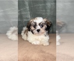 Small Photo #4 Shih Tzu Puppy For Sale in MARTINSVILLE, IN, USA