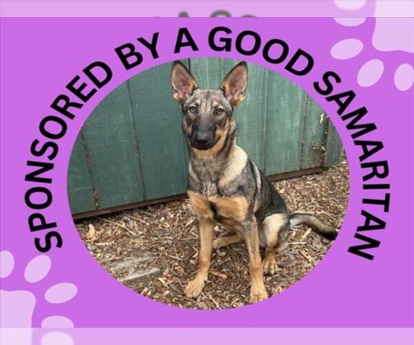 Medium Photo #1 German Shepherd Dog-Unknown Mix Puppy For Sale in Santa Cruz, CA, USA