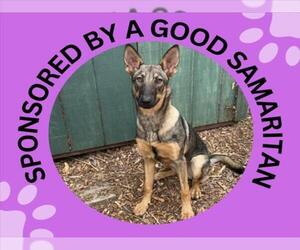 German Shepherd Dog-Unknown Mix Dogs for adoption in Santa Cruz, CA, USA
