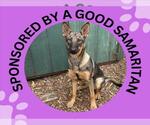 EDEN - Female German Shepherd Dog-Unknown Mix Dog for Adoption - Small photo