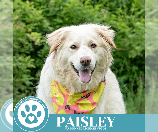 Medium Photo #11 Golden Pyrenees Puppy For Sale in Kimberton, PA, USA