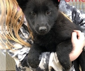 Norwegian Elkhound-Schipperke Mix Puppy for sale in MESQUITE, TX, USA