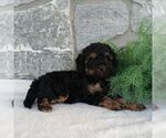 Small #1 Poodle (Miniature)