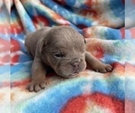 Small Photo #2 English Bulldog Puppy For Sale in RICHMOND, VA, USA
