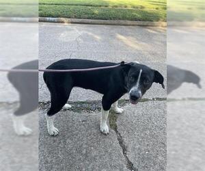 Labrador Retriever-Unknown Mix Dogs for adoption in Houston, TX, USA