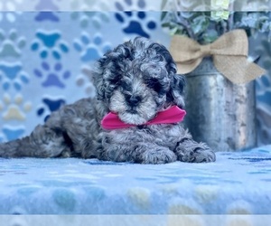 Poodle (Toy) Puppy for sale in LANCASTER, PA, USA