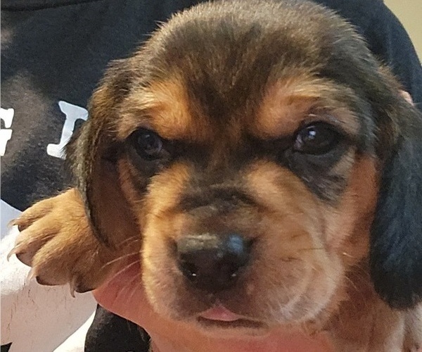 Medium Photo #1 Beagle Puppy For Sale in MINERAL POINT, WI, USA