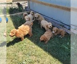 Small Photo #18 Goldendoodle (Miniature) Puppy For Sale in REED CITY, MI, USA
