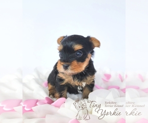 Yorkshire Terrier Dog for Adoption in ORCHARDS, Washington USA