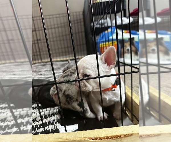 Medium Photo #8 French Bulldog Puppy For Sale in SEVERN, MD, USA