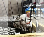 Small Photo #8 French Bulldog Puppy For Sale in SEVERN, MD, USA