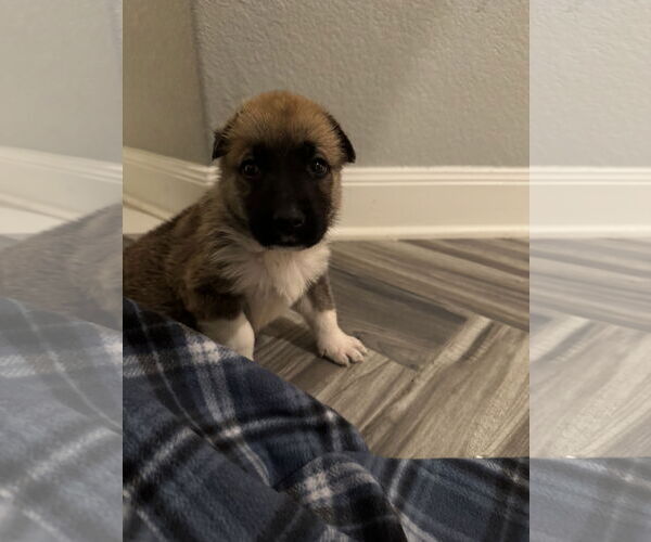 Medium Photo #1 German Shepherd Dog-Unknown Mix Puppy For Sale in The Woodlands, TX, USA