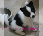 Small Photo #2 Pomsky Puppy For Sale in SEQUIM, WA, USA