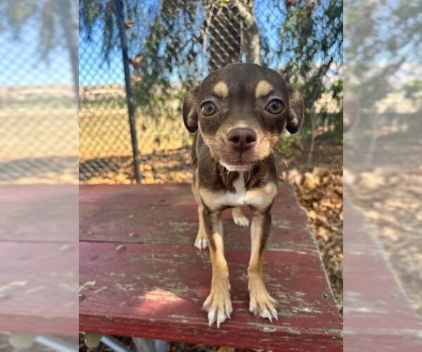 Medium Photo #1 Chihuahua Puppy For Sale in Fremont, CA, USA