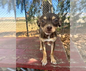 Chihuahua Dogs for adoption in Fremont, CA, USA