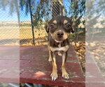 Small Chihuahua