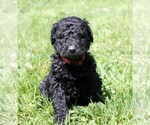 Small Photo #5 Saint Berdoodle Puppy For Sale in CLAYTON, WA, USA