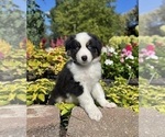 Small #3 Miniature Australian Shepherd