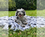 Small #10 Cavapoo (Miniature)