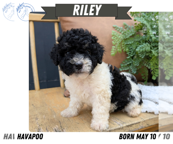 Medium Photo #13 Poovanese Puppy For Sale in GOSHEN, IN, USA