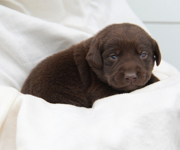 Medium Photo #1 Labrador Retriever Puppy For Sale in HYDE PARK, VT, USA
