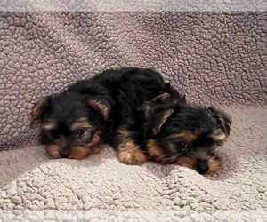 Yorkshire Terrier Puppy for sale in PRAIRIE DU CHIEN, WI, USA