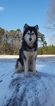 Small Photo #13 Siberian Husky Puppy For Sale in CENTERVILLE, NC, USA