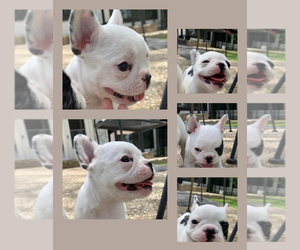 French Bulldog Puppy for sale in WACO, TX, USA