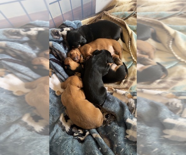 Medium Photo #6 Dachshund Puppy For Sale in CHIPPEWA FALLS, WI, USA