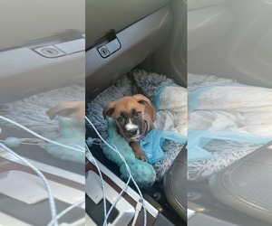 Boxer-Unknown Mix Dogs for adoption in pomfret, CT, USA