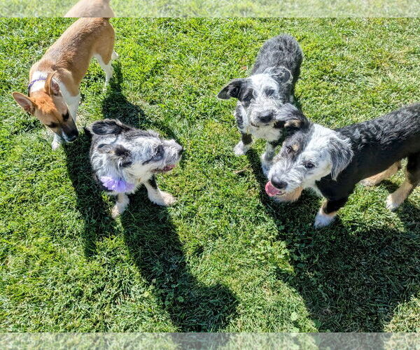 Medium Photo #9 Mutt Puppy For Sale in Sandy, UT, USA