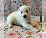 Puppy Yellow German Shepherd Dog