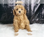 Small #1 Maltipoo