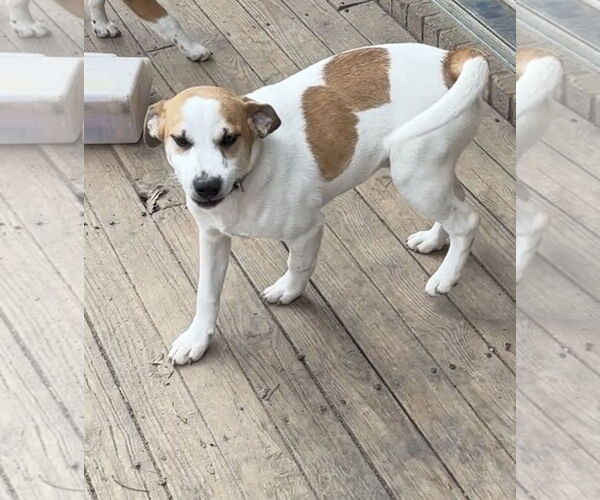 Medium Photo #2 Jack Russell Terrier Puppy For Sale in Harrison, AR, USA