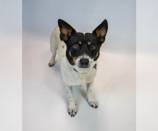 Medium Photo #3 Jack-Rat Terrier Puppy For Sale in Kennesaw, GA, USA
