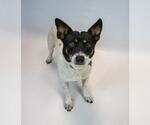 Small #2 Jack-Rat Terrier