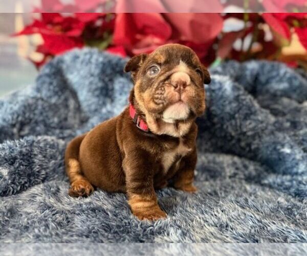 Medium Photo #6 English Bulldog Puppy For Sale in OOLOGAH, OK, USA