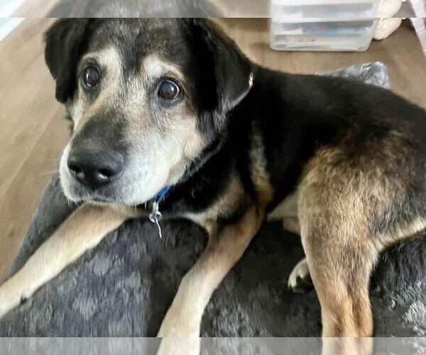 Medium Photo #1 Mutt Puppy For Sale in Plainfield, IL, USA