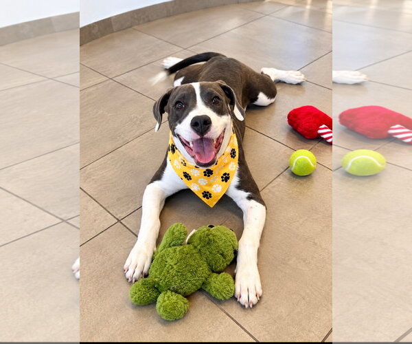 Medium Photo #2 Mutt Puppy For Sale in Euless, TX, USA
