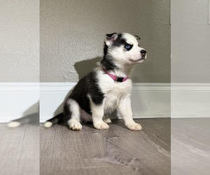 Siberian Husky Puppy for sale in PARRISH, FL, USA