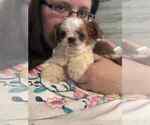 Puppy mike Shih Tzu