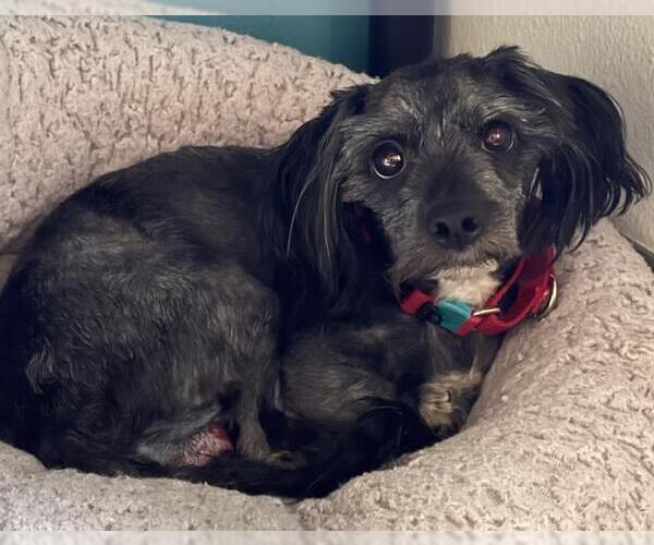 Medium Photo #5 Dachshund-Unknown Mix Puppy For Sale in Los Angeles, CA, USA