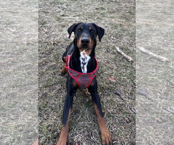 Medium Photo #2 Doberman Pinscher Puppy For Sale in St. Louis Park, MN, USA