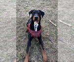 Small #1 Doberman Pinscher