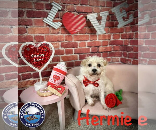 Medium Photo #8 Maltese-Unknown Mix Puppy For Sale in Arcadia, FL, USA