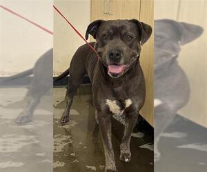 Bullypit Dogs for adoption in Camarillo, CA, USA